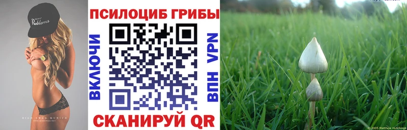 как найти   Курчалой  Галлюциногенные грибы мицелий 